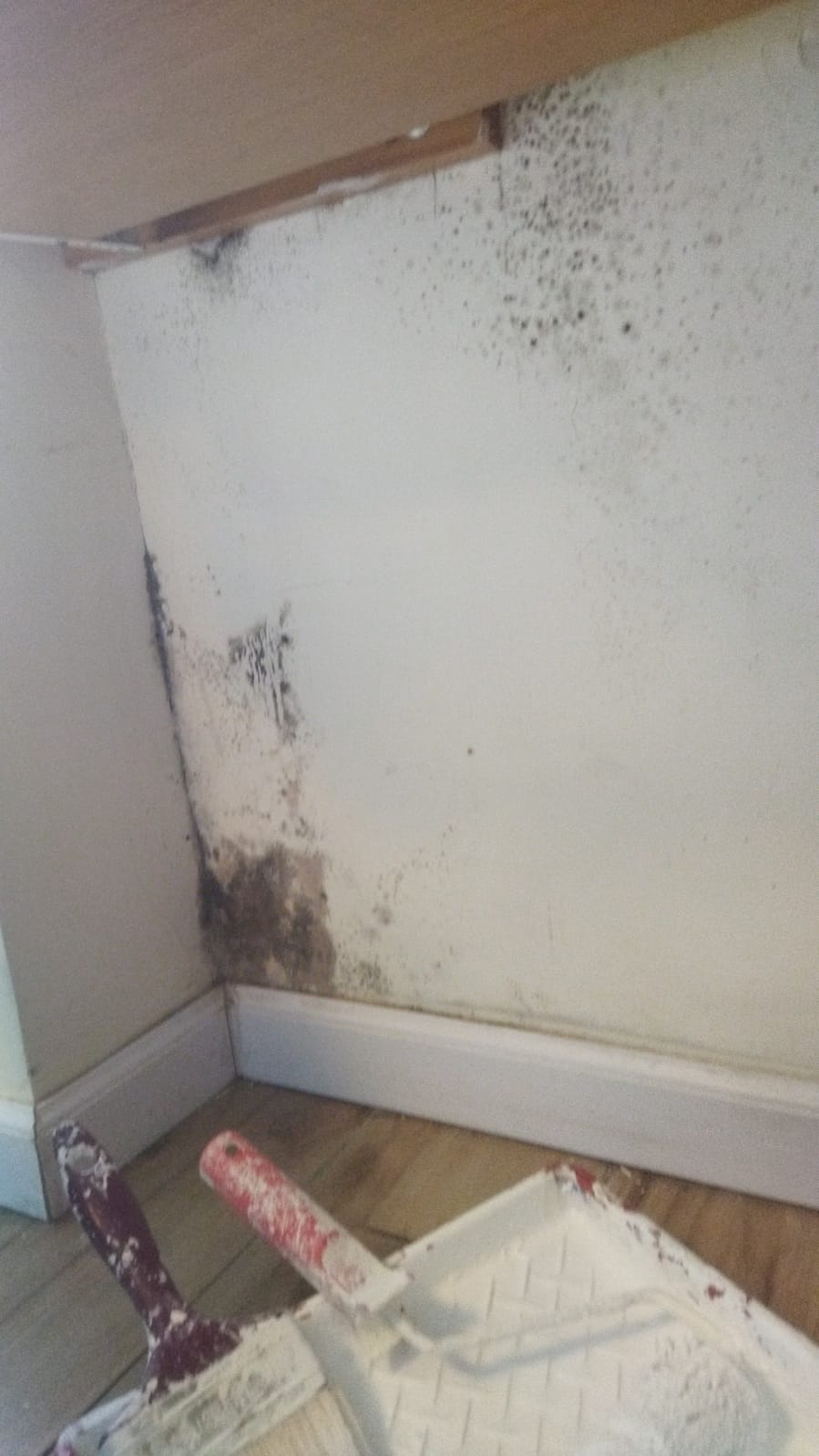 טיפול בעובש