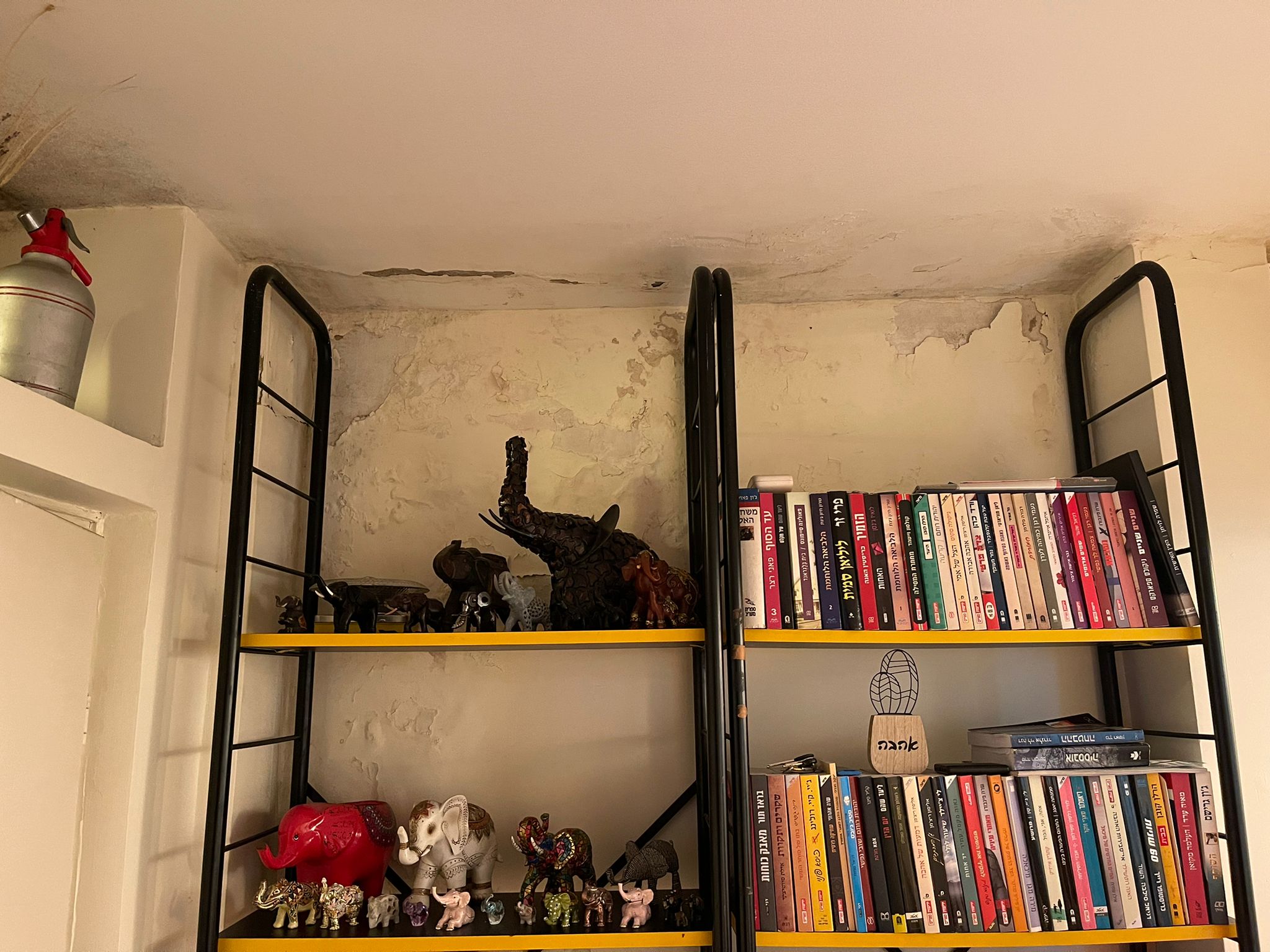 טיפול בעובש