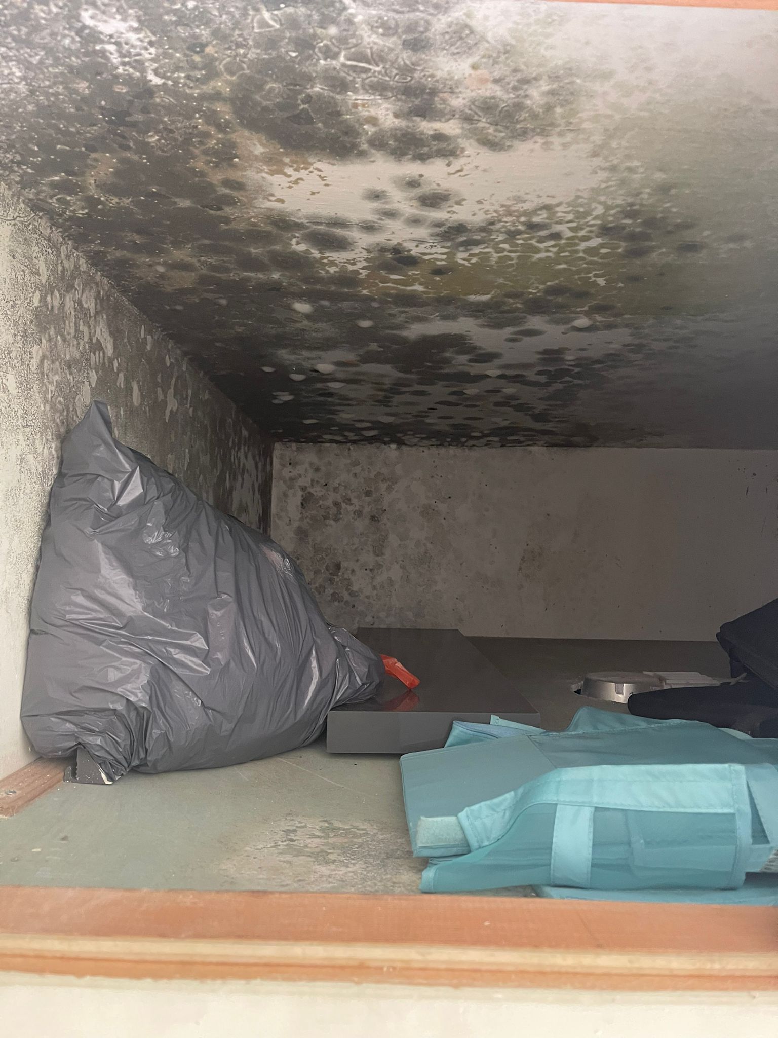 טיפול בעובש