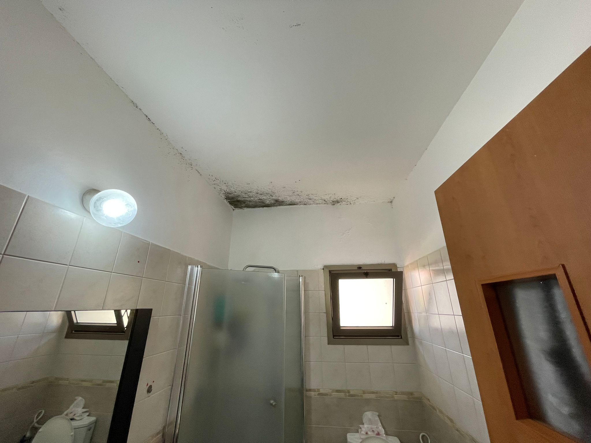 טיפול בעובש