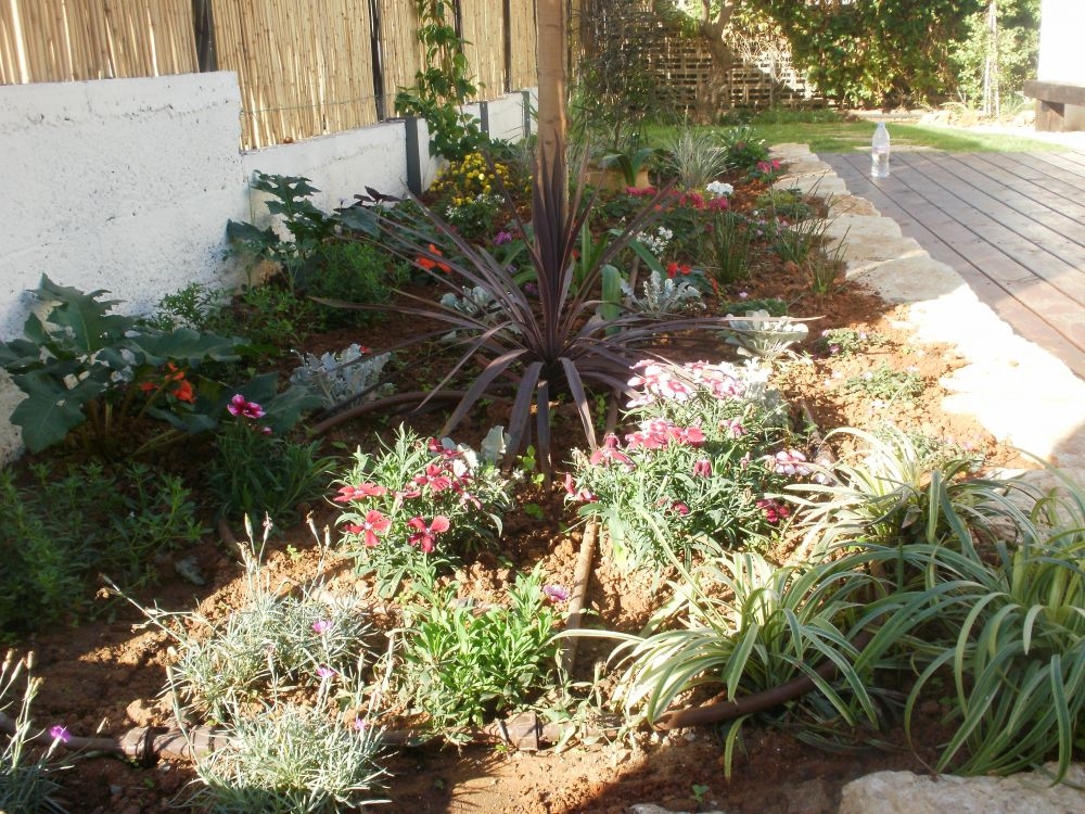 גינה קטנה בפתח תקוה