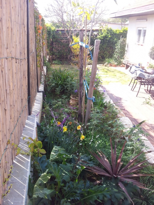 גינה קטנה בפתח תקוה