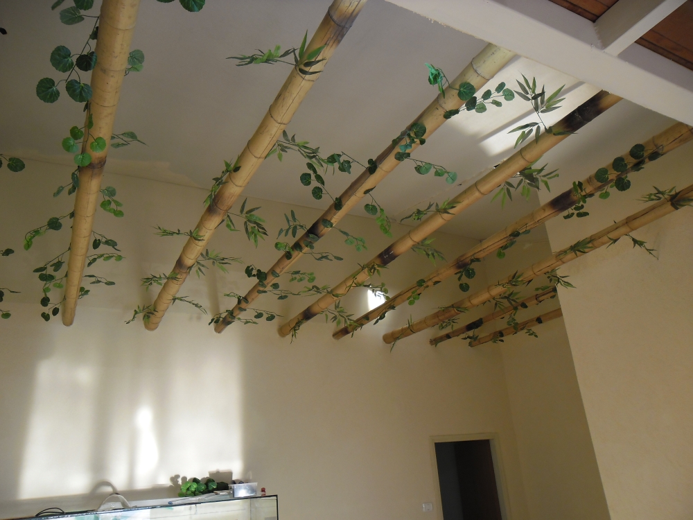 פרוייקט שכניה