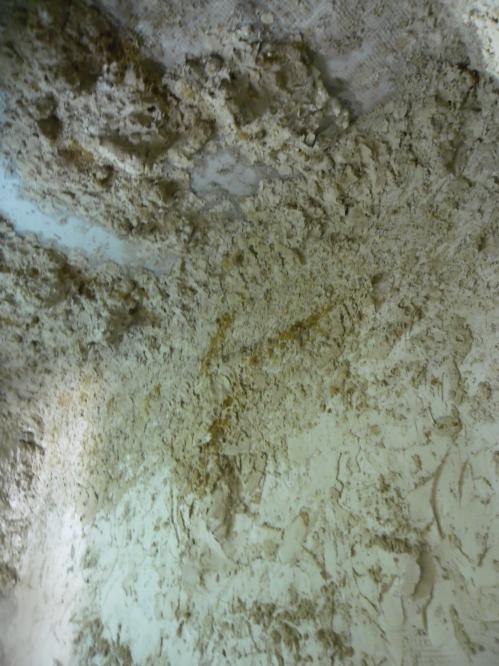 פרוייקט שכניה