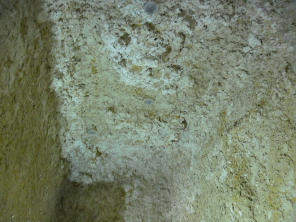 פרוייקט שכניה