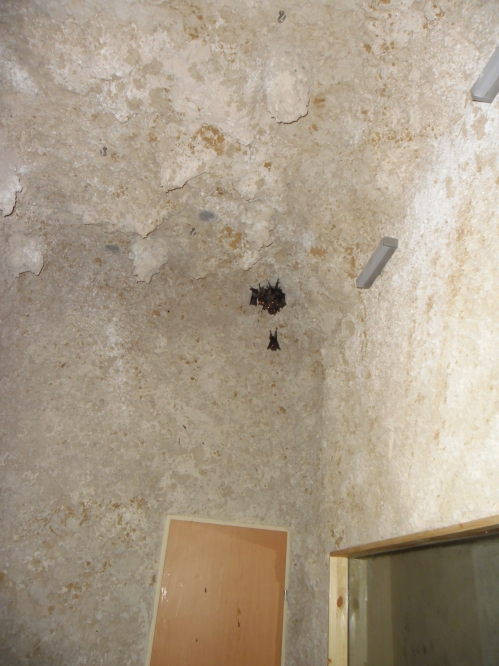 פרוייקט שכניה