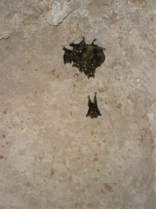 פרוייקט שכניה