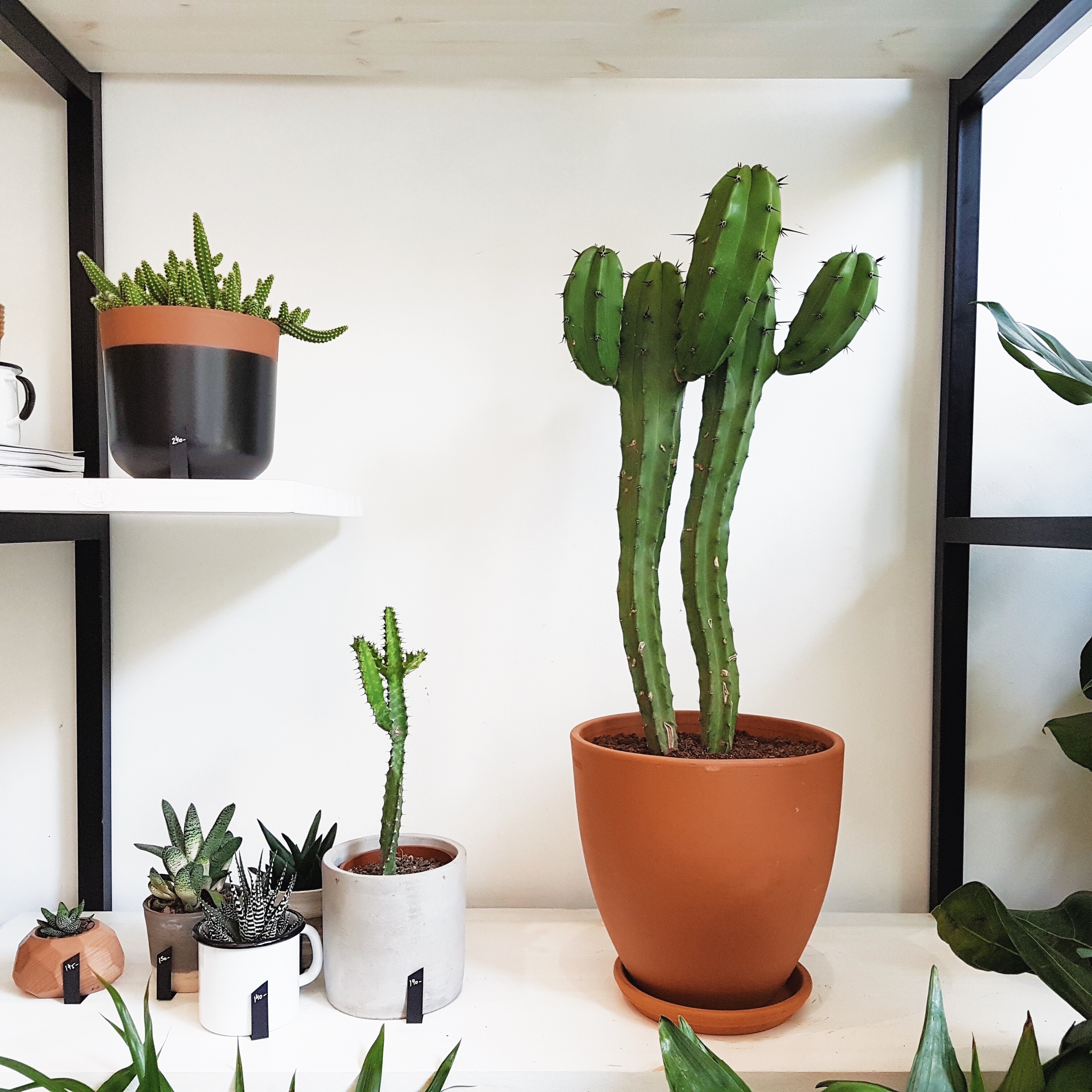 ×§×§×××¡××