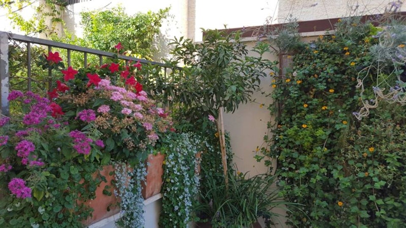 צ×××× × ×©×¤×ת ×¢× ×¦×××× ×¨××××