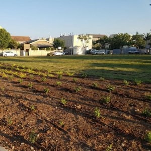 עבודות פיתוח