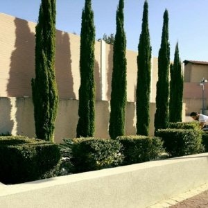 תכנון ועיצוב גינות