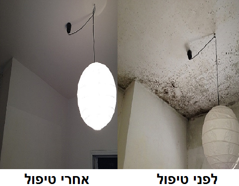 עבודות טיפול בעובש