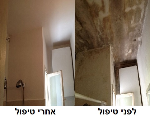 עבודות טיפול בעובש