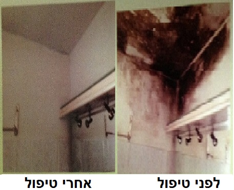 עבודות טיפול בעובש