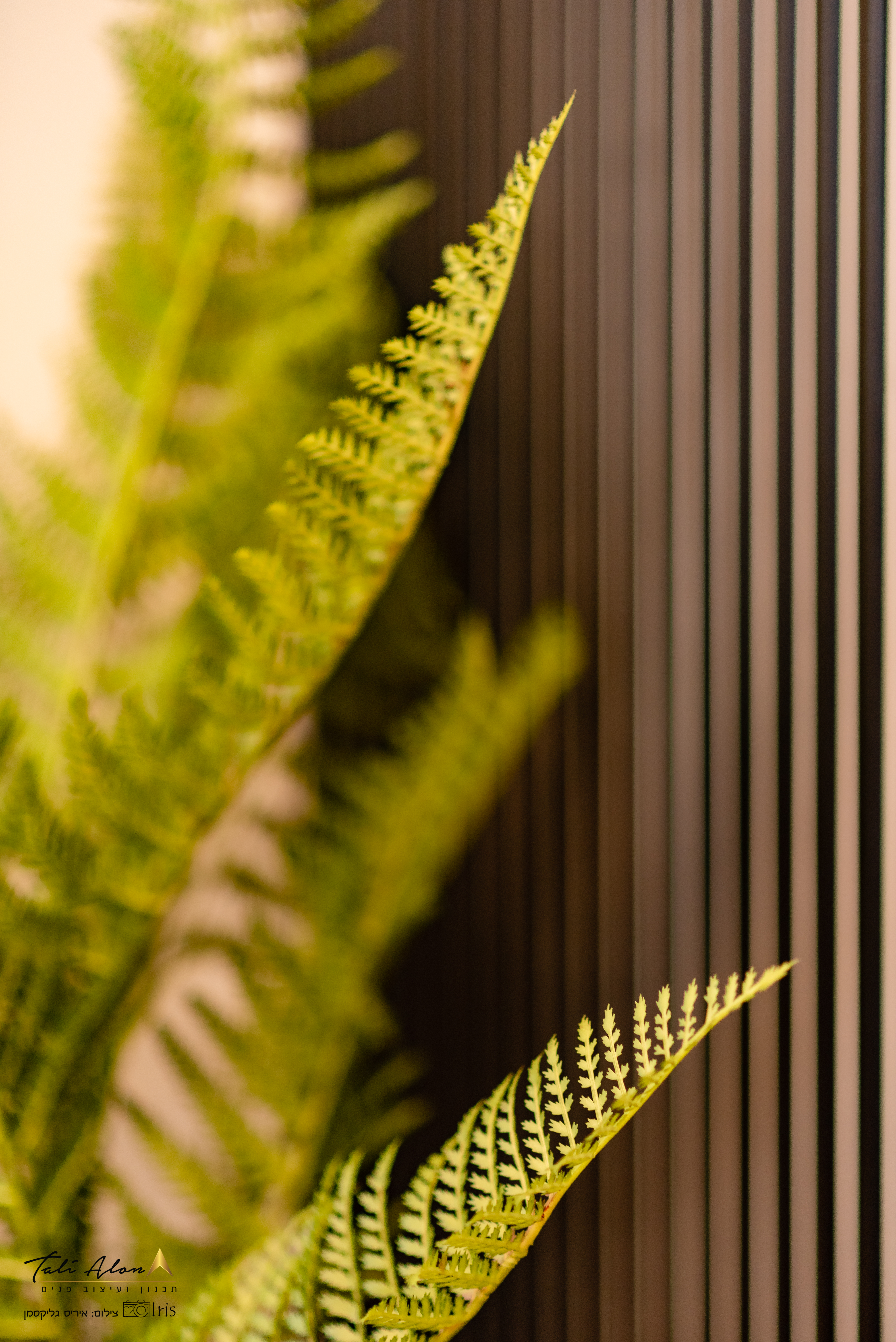 עיצוב דירה כפר יונה