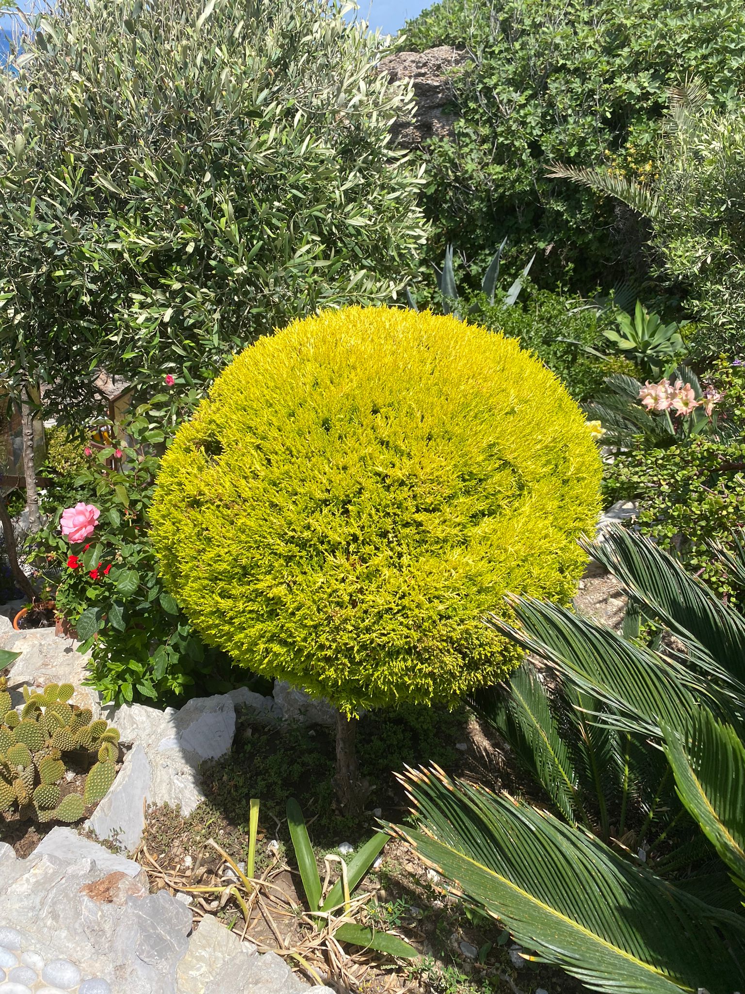 חידוש גינות