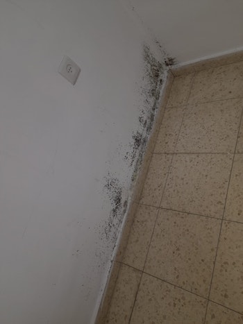 טיפול בנזקי עובש